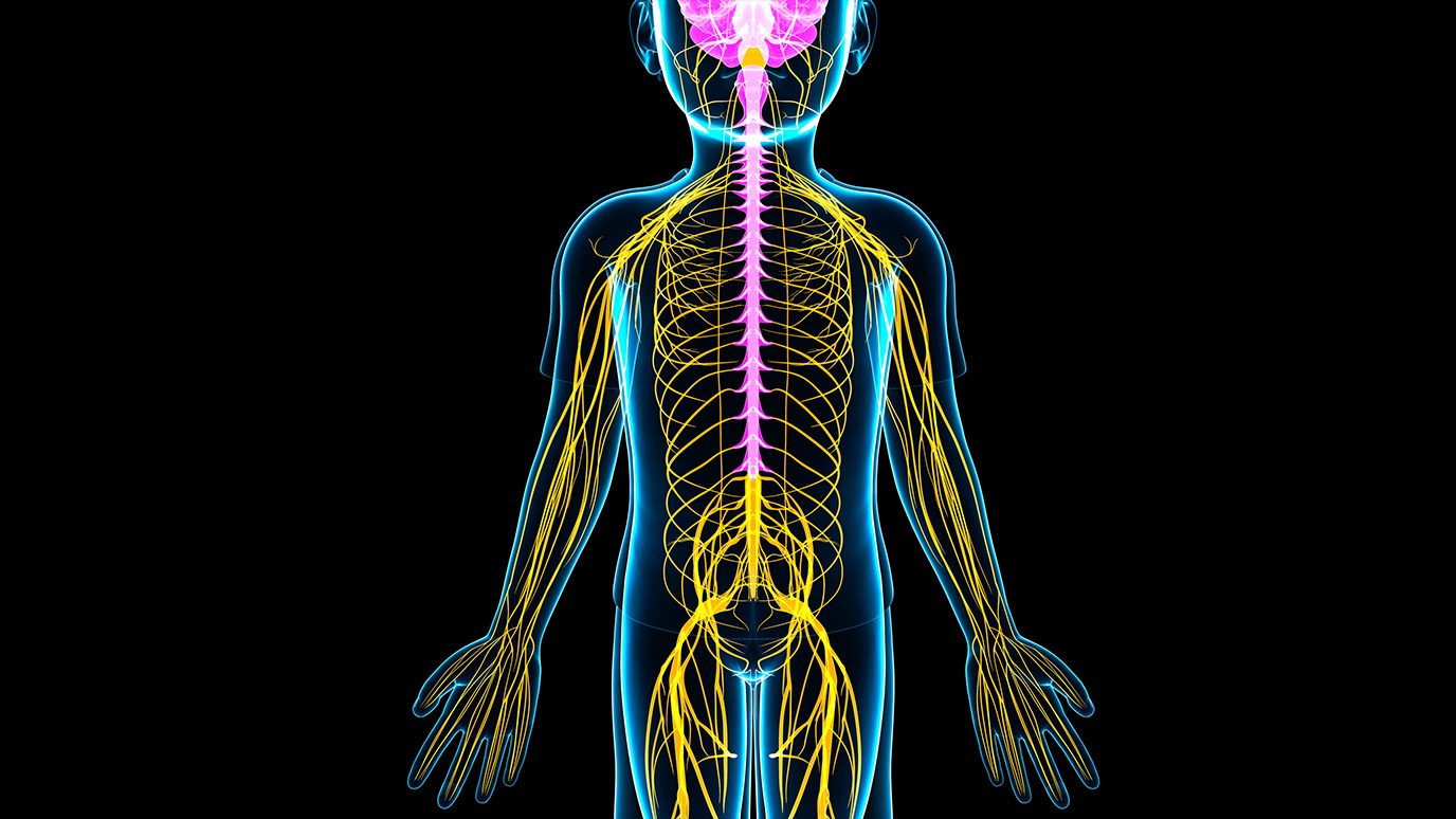 Illustration of a child's nervous system