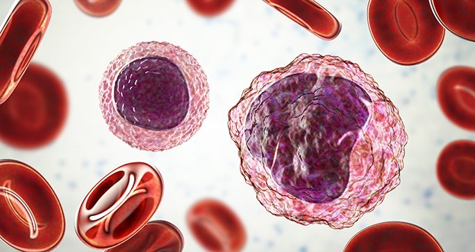 Illustration of two transclucent white blood cells with varying cores floating amongst red blood cells