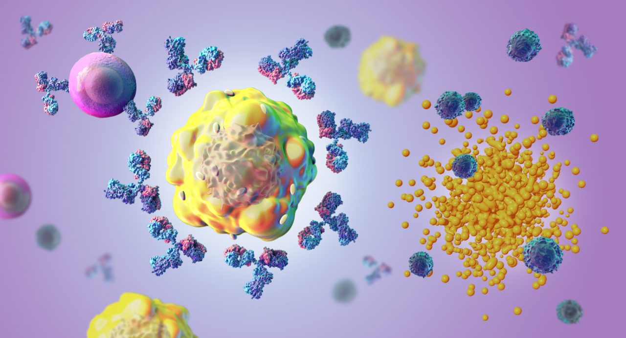 Illustration of -cell displaying antibodies created in response to foreign protein fragments produced from a personalized mRNA vaccine recognizes a colorectal cancer cell and signals killer T-cells to destroy it.