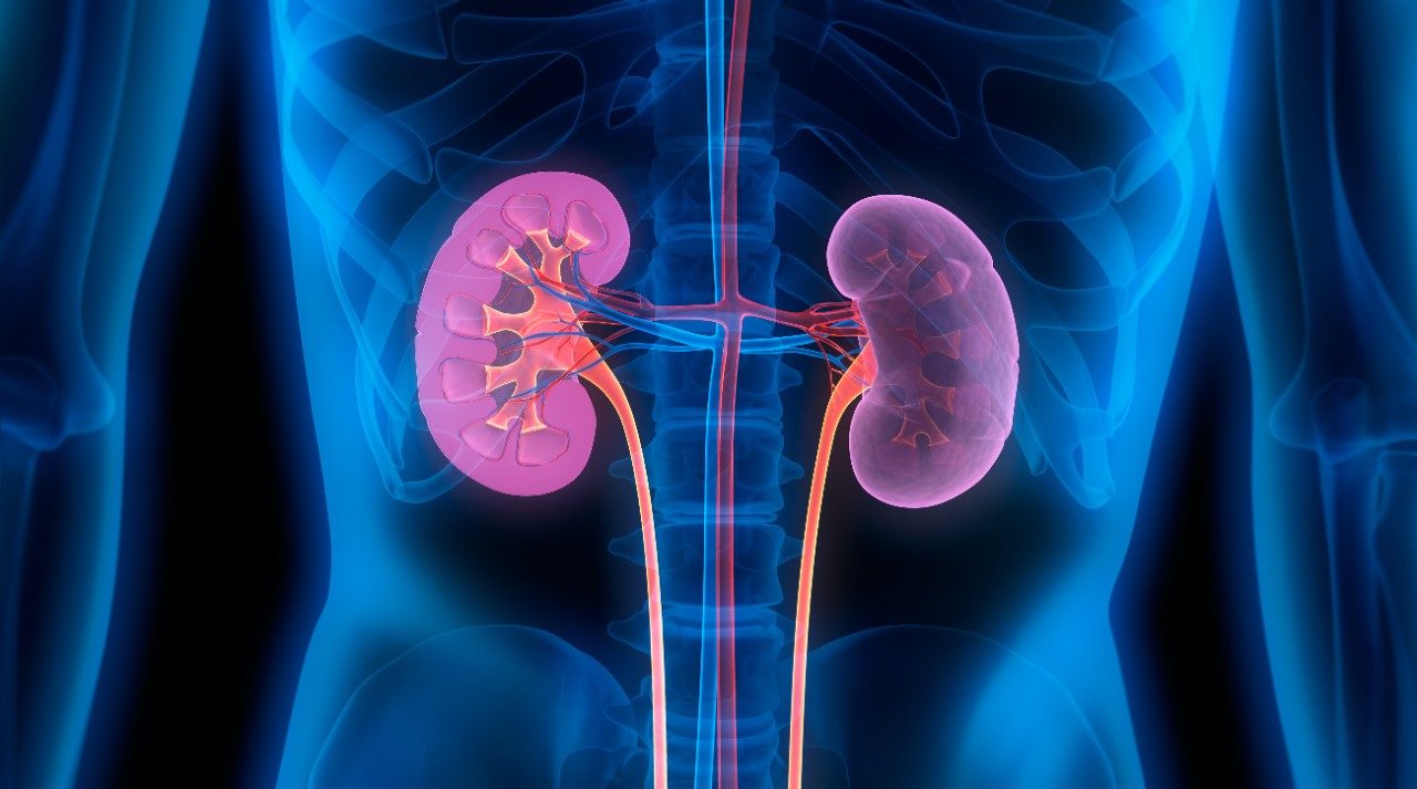 3D Illustration showing kidneys inside of the body on an imaging scan.