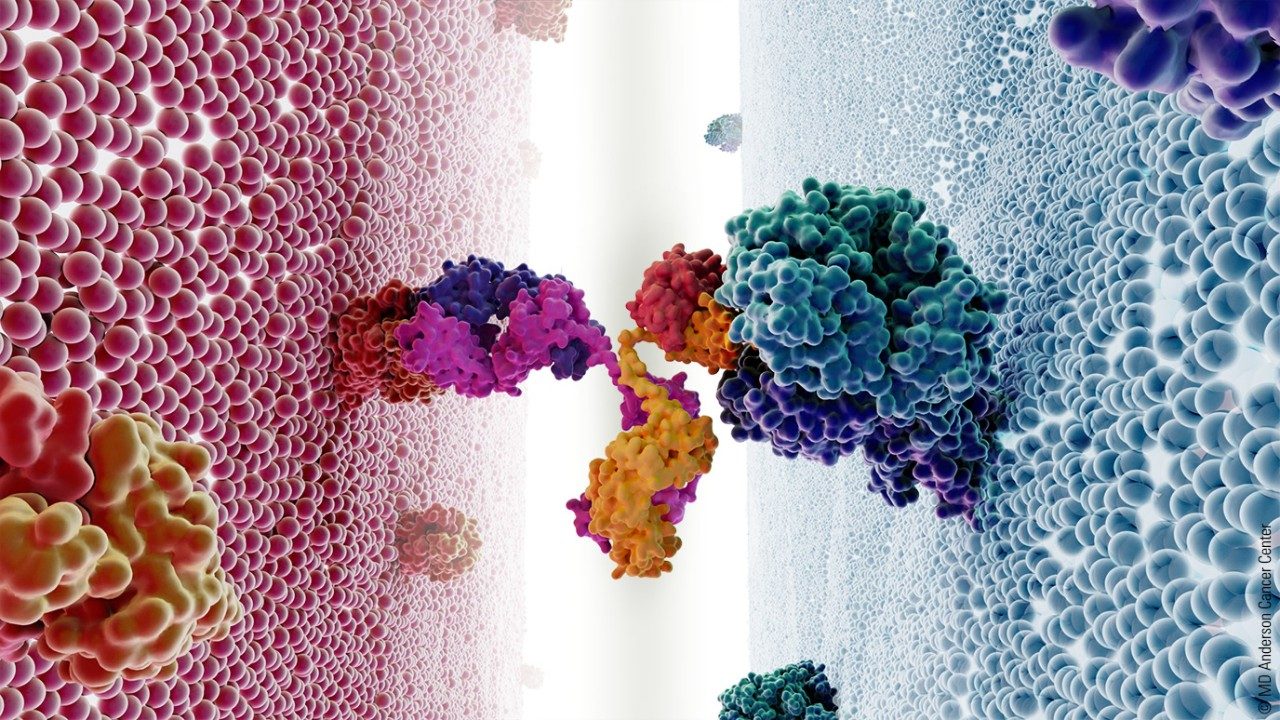 Illustration of a bispecific antibody engaging T cell and cancer cell. 