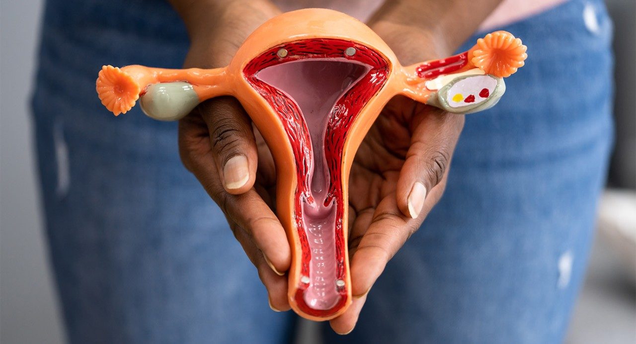 Hands holding anatomical model of female reproductive system against background of jean-clad hips