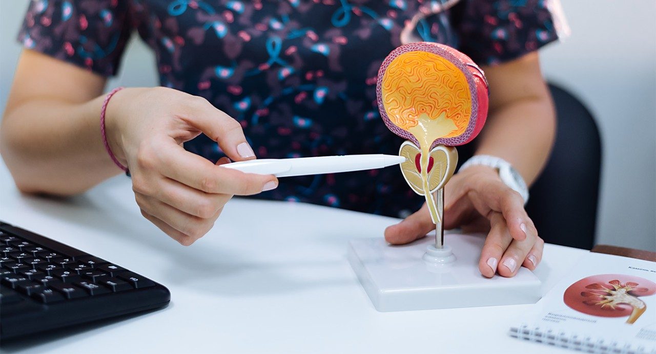 Close-up of a medical professional's hand pointing to an anatomical model of the prostate gland