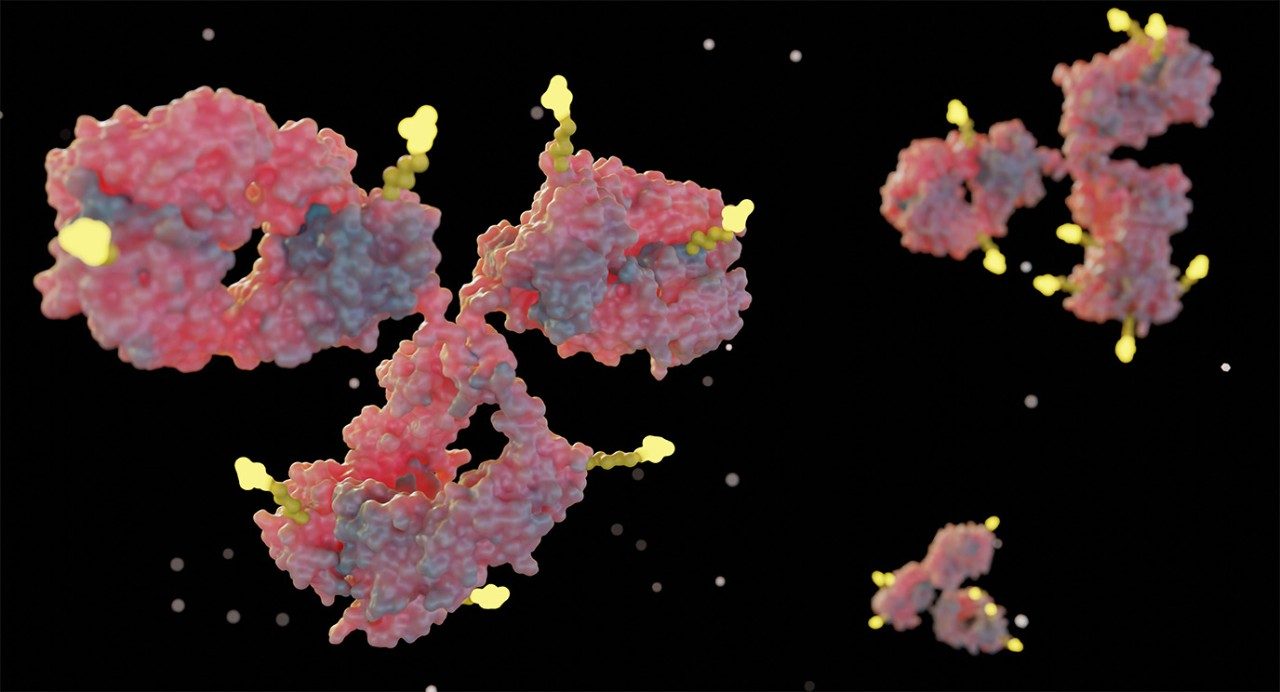 Medical illustration of antibody conjugates