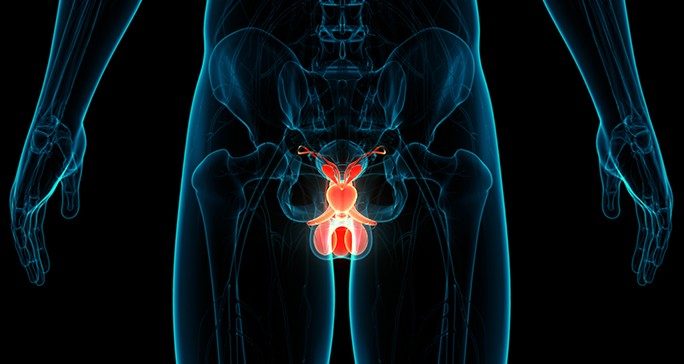 medical illustration of male genitalia with the testicles highlighted