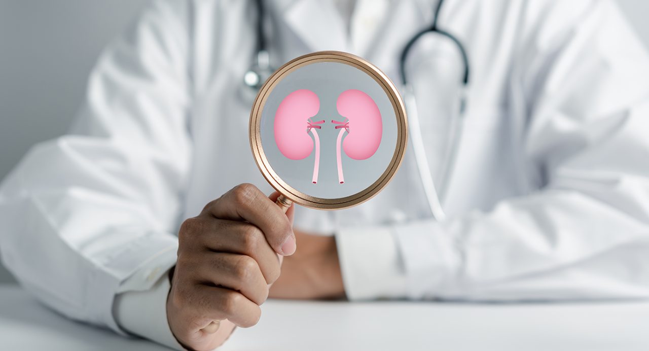 Chest-view of doctor in lab coat with image of kidneys in magnifying glass