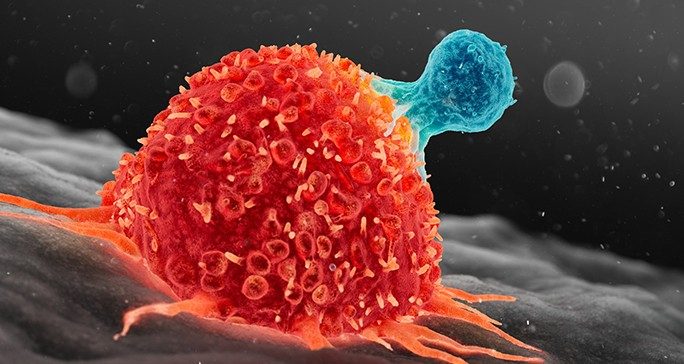 Graphic of T cells attacking a cancer cell