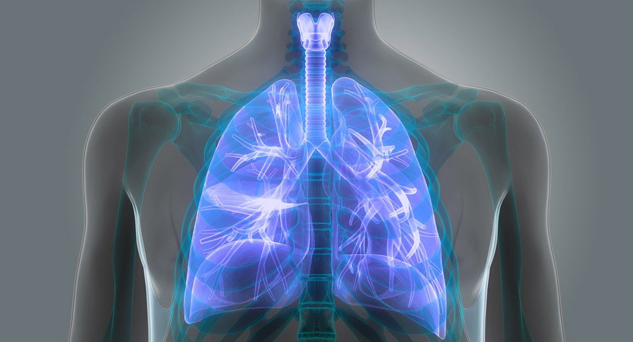 3-D X-ray-style medical illustration of lungs inside rib cage