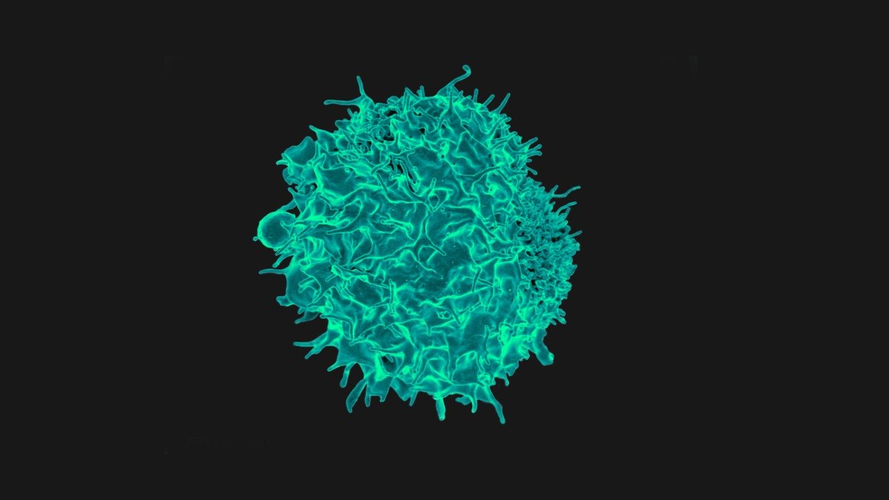 T-lymphocyte