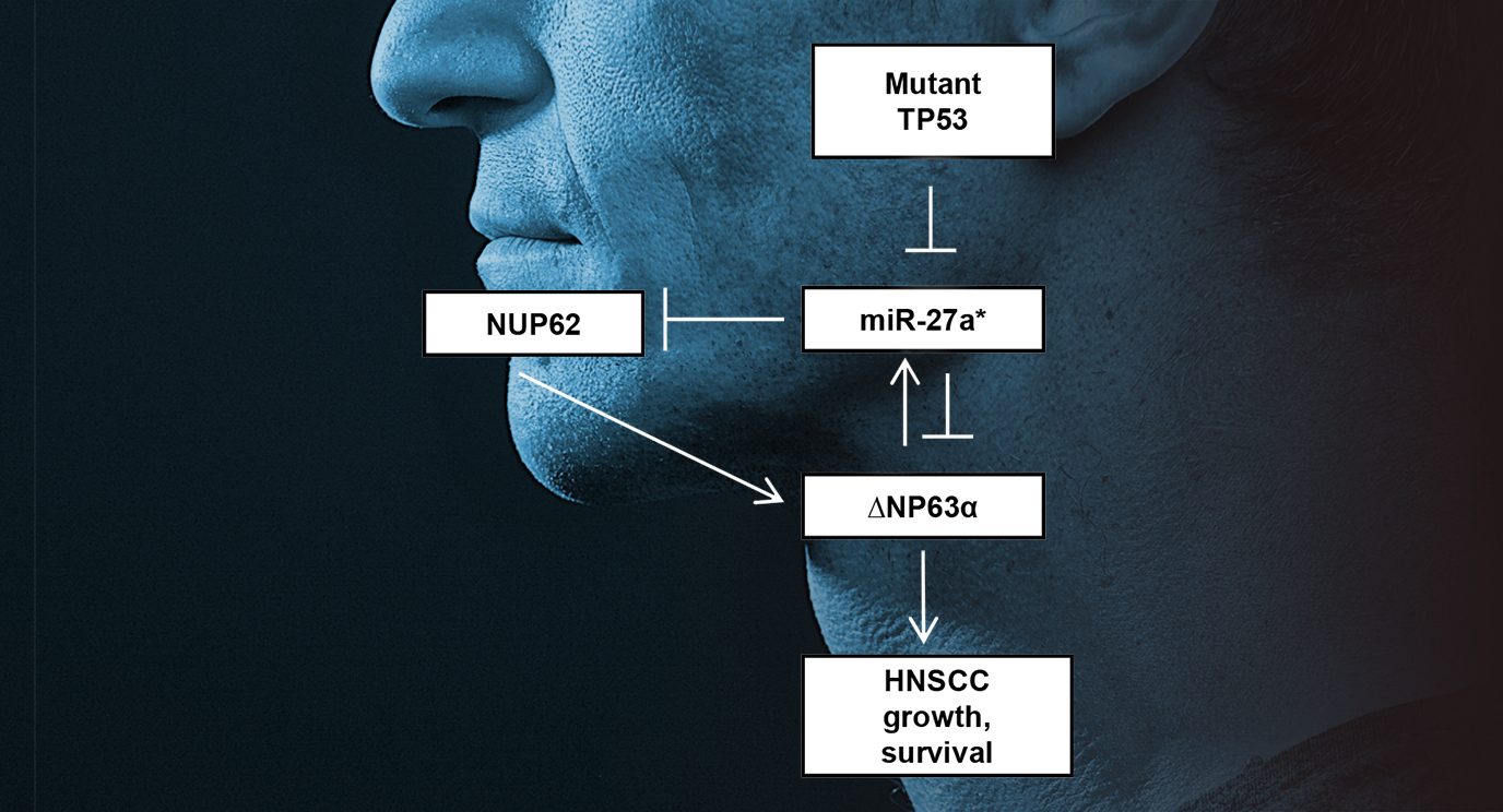 Mutant TP53 disrupts a regulatory loop between miR-27a and ΔNp63⍺, leading to head and neck squamous cell cancer growth and survival.